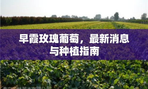 早霞玫瑰葡萄，最新消息與種植指南