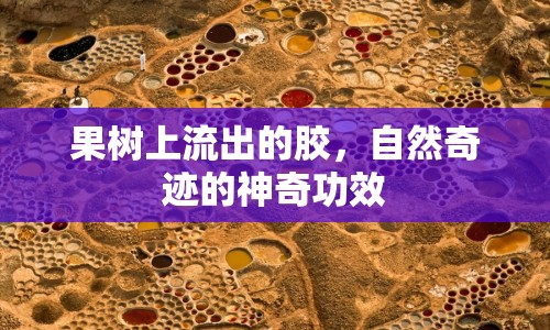 果樹(shù)上流出的膠，自然奇跡的神奇功效