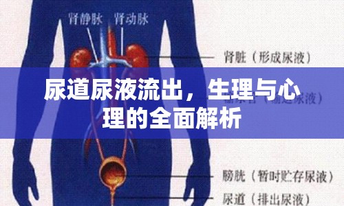 尿道尿液流出，生理與心理的全面解析