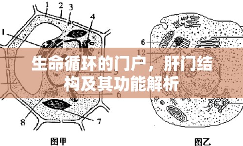 生命循環(huán)的門戶，肝門結(jié)構(gòu)及其功能解析