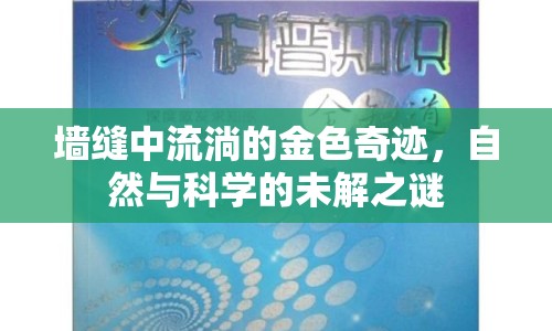 墻縫中流淌的金色奇跡，自然與科學(xué)的未解之謎