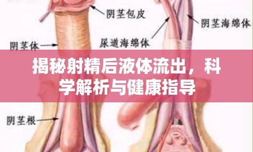 揭秘射精后液體流出，科學解析與健康指導
