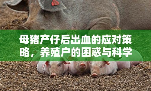 母豬產(chǎn)仔后出血的應(yīng)對(duì)策略，養(yǎng)殖戶的困惑與科學(xué)應(yīng)對(duì)