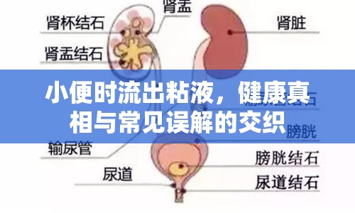 小便時流出粘液，健康真相與常見誤解的交織