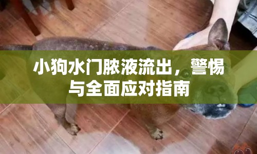小狗水門(mén)膿液流出，警惕與全面應(yīng)對(duì)指南