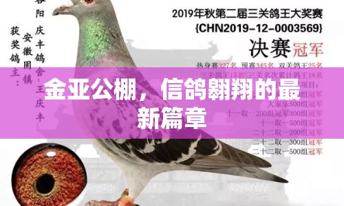 金亞公棚，信鴿翱翔的最新篇章