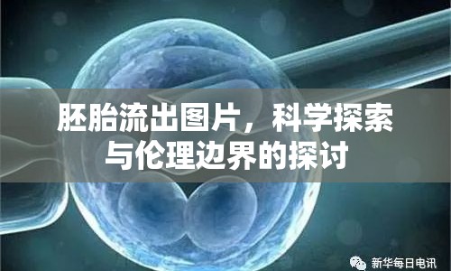 胚胎流出圖片，科學探索與倫理邊界的探討