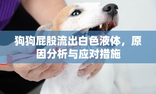 狗狗屁股流出白色液體，原因分析與應(yīng)對(duì)措施