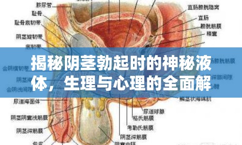 揭秘陰莖勃起時的神秘液體，生理與心理的全面解析
