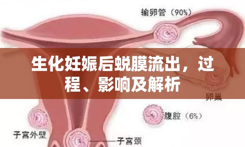 生化妊娠后蛻膜流出，過程、影響及解析