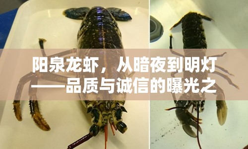陽(yáng)泉龍蝦，從暗夜到明燈——品質(zhì)與誠(chéng)信的曝光之旅