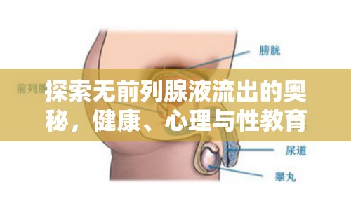 探索無前列腺液流出的奧秘，健康、心理與性教育的深度解析