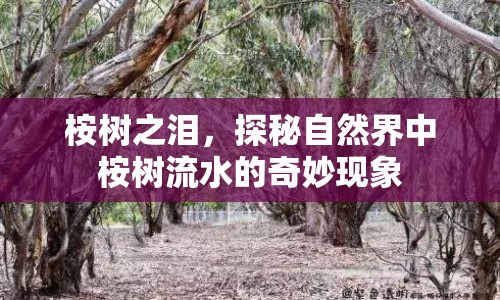 桉樹之淚，探秘自然界中桉樹流水的奇妙現(xiàn)象