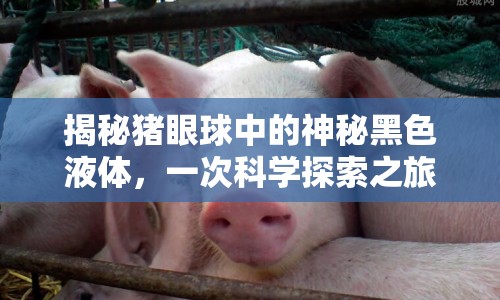揭秘豬眼球中的神秘黑色液體，一次科學(xué)探索之旅