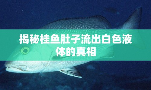 揭秘桂魚肚子流出白色液體的真相