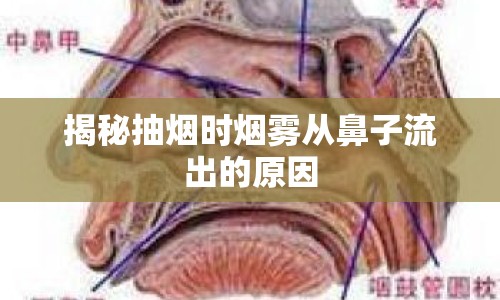 揭秘抽煙時煙霧從鼻子流出的原因