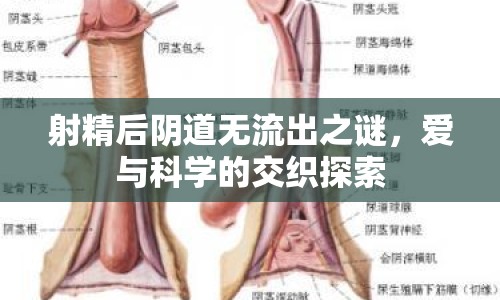 射精后陰道無流出之謎，愛與科學(xué)的交織探索