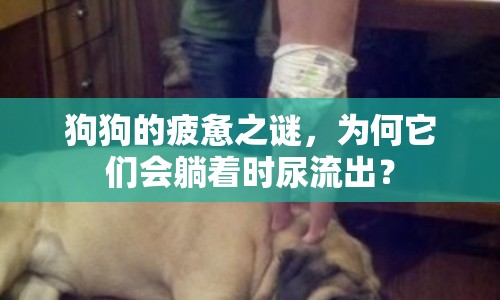 狗狗的疲憊之謎，為何它們會躺著時尿流出？