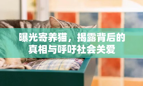 曝光寄養(yǎng)貓，揭露背后的真相與呼吁社會關(guān)愛