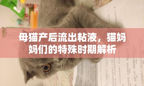 母貓產(chǎn)后流出粘液，貓媽媽們的特殊時(shí)期解析