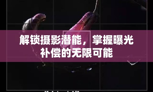 解鎖攝影潛能，掌握曝光補償?shù)臒o限可能