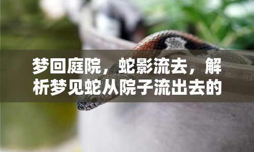 夢回庭院，蛇影流去，解析夢見蛇從院子流出去的深層含義