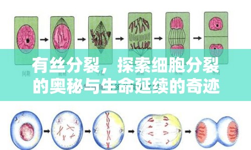 有絲分裂，探索細(xì)胞分裂的奧秘與生命延續(xù)的奇跡