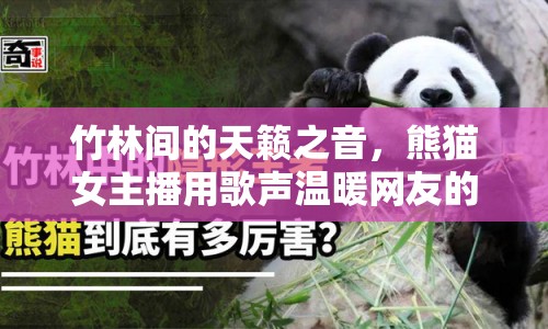 竹林間的天籟之音，熊貓女主播用歌聲溫暖網(wǎng)友的心