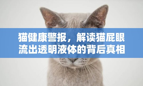 貓健康警報，解讀貓屁眼流出透明液體的背后真相