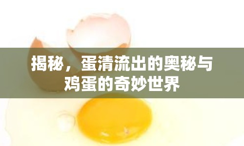 揭秘，蛋清流出的奧秘與雞蛋的奇妙世界