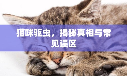 貓咪驅(qū)蟲，揭秘真相與常見誤區(qū)