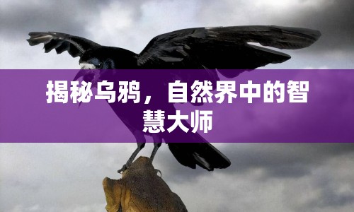 揭秘烏鴉，自然界中的智慧大師