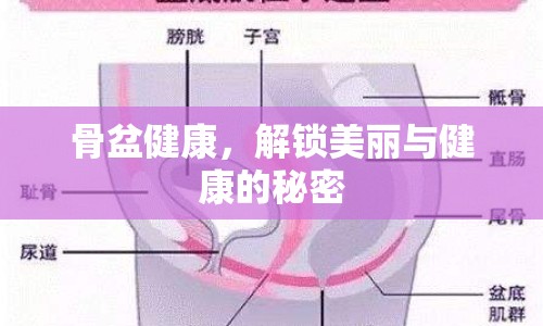 骨盆健康，解鎖美麗與健康的秘密