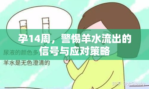 孕14周，警惕羊水流出的信號(hào)與應(yīng)對(duì)策略