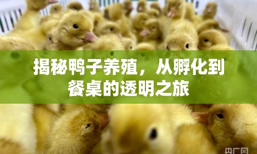 揭秘鴨子養(yǎng)殖，從孵化到餐桌的透明之旅