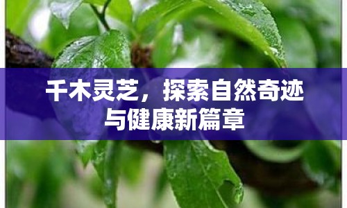 千木靈芝，探索自然奇跡與健康新篇章