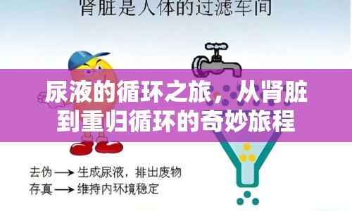 尿液的循環(huán)之旅，從腎臟到重歸循環(huán)的奇妙旅程