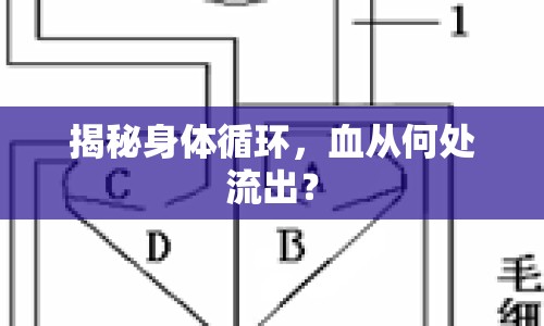 揭秘身體循環(huán)，血從何處流出？