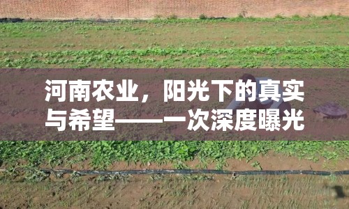 河南農業(yè)，陽光下的真實與希望——一次深度曝光之旅