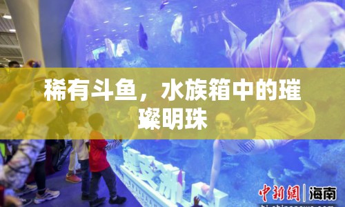 稀有斗魚，水族箱中的璀璨明珠