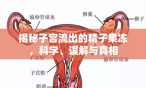 揭秘子宮流出的精子果凍，科學(xué)、誤解與真相