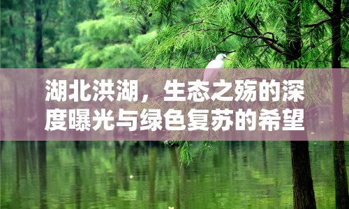 湖北洪湖，生態(tài)之殤的深度曝光與綠色復(fù)蘇的希望之路