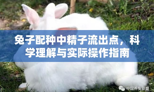 兔子配種中精子流出點，科學(xué)理解與實際操作指南