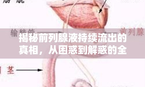 揭秘前列腺液持續(xù)流出的真相，從困惑到解惑的全面指南