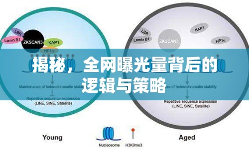 揭秘，全網(wǎng)曝光量背后的邏輯與策略