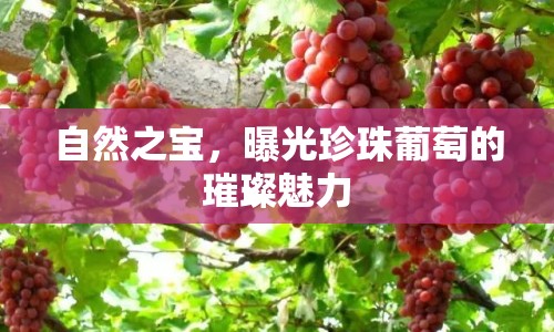 自然之寶，曝光珍珠葡萄的璀璨魅力