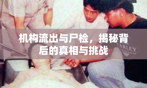 機構(gòu)流出與尸檢，揭秘背后的真相與挑戰(zhàn)