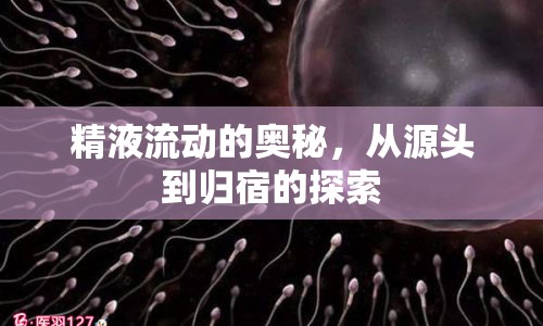 精液流動(dòng)的奧秘，從源頭到歸宿的探索