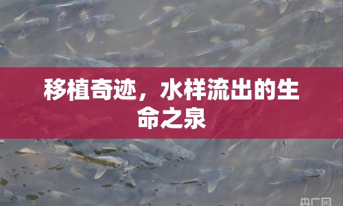 移植奇跡，水樣流出的生命之泉