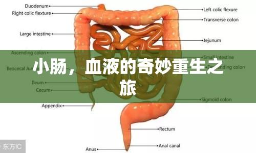 小腸，血液的奇妙重生之旅